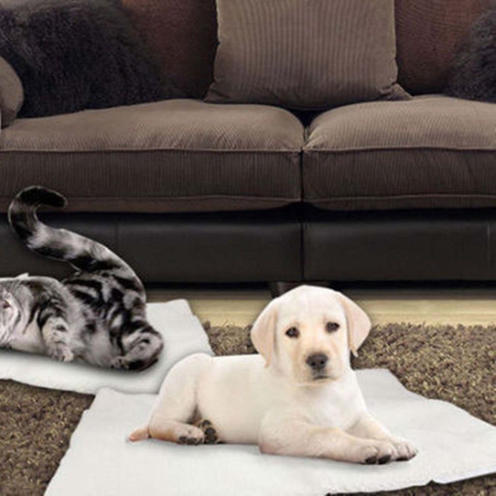 Dog on the warming pad in a living room